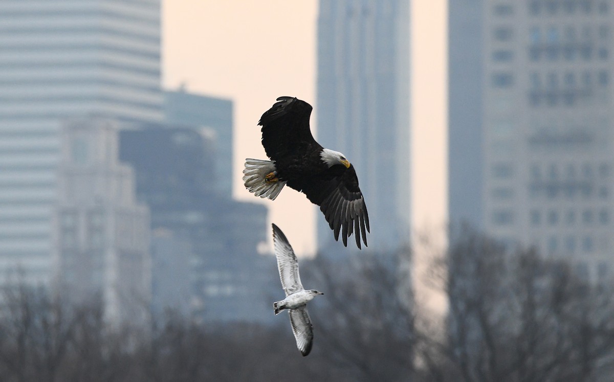 Bald Eagle - maxine r