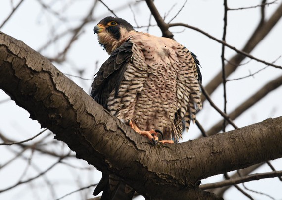 sokol stěhovavý - ML409439661