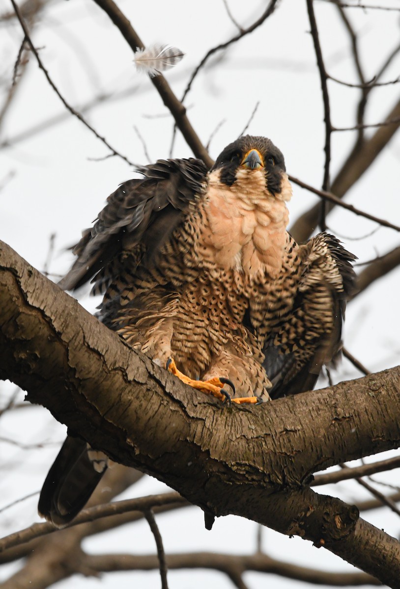 sokol stěhovavý - ML409439871