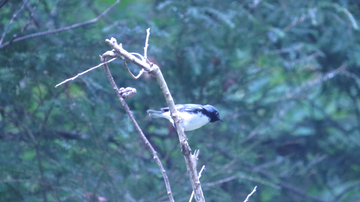 Black-throated Blue Warbler - ML409440171