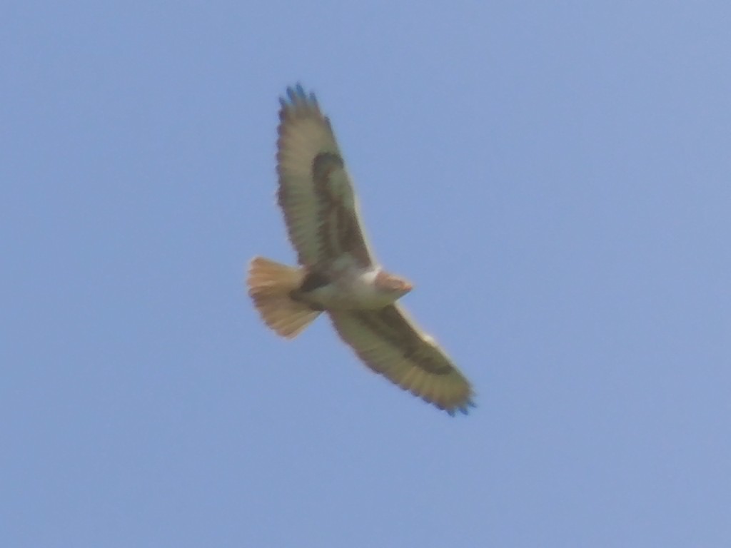 Ferruginous Hawk - ML409440751