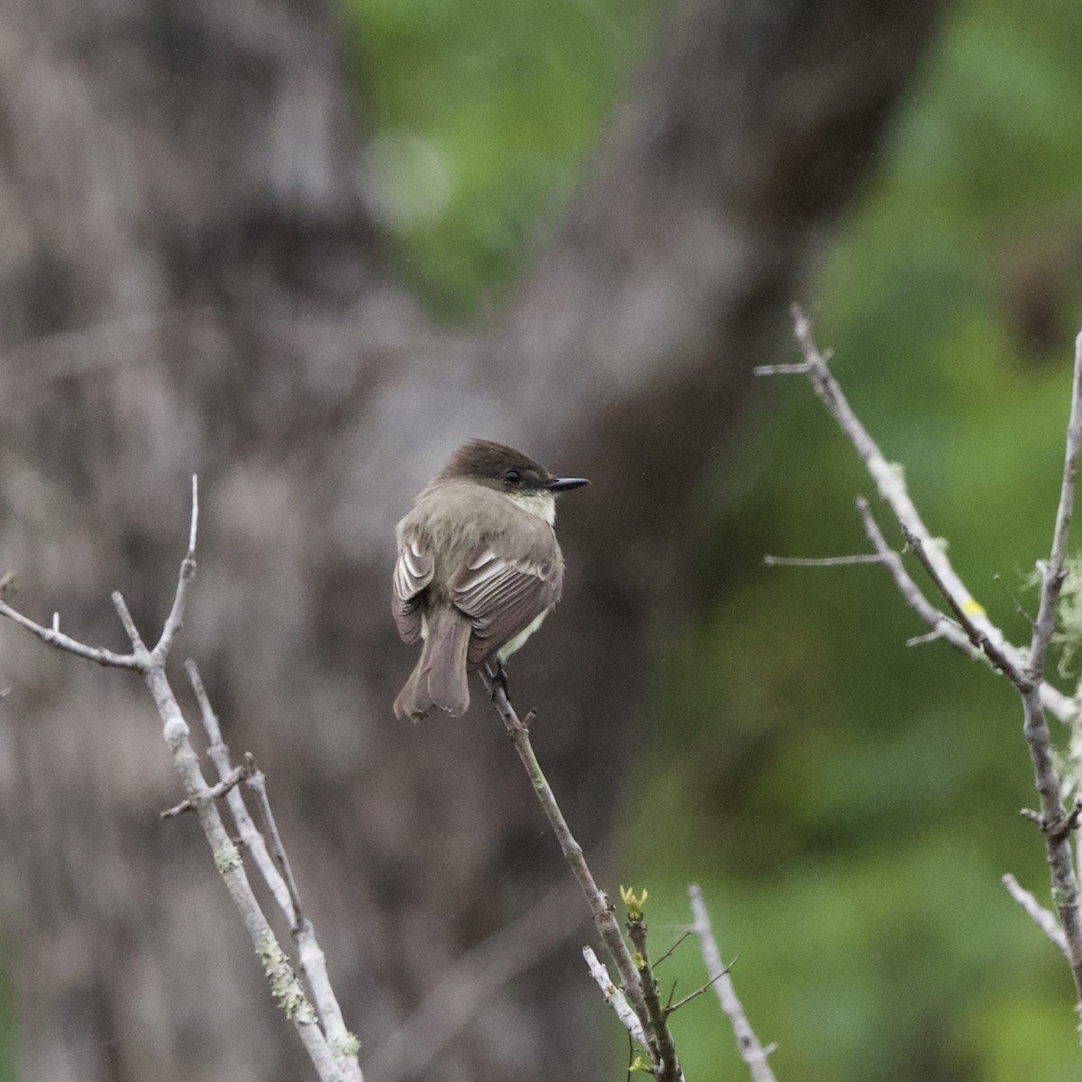 Eastern Phoebe - ML409444001