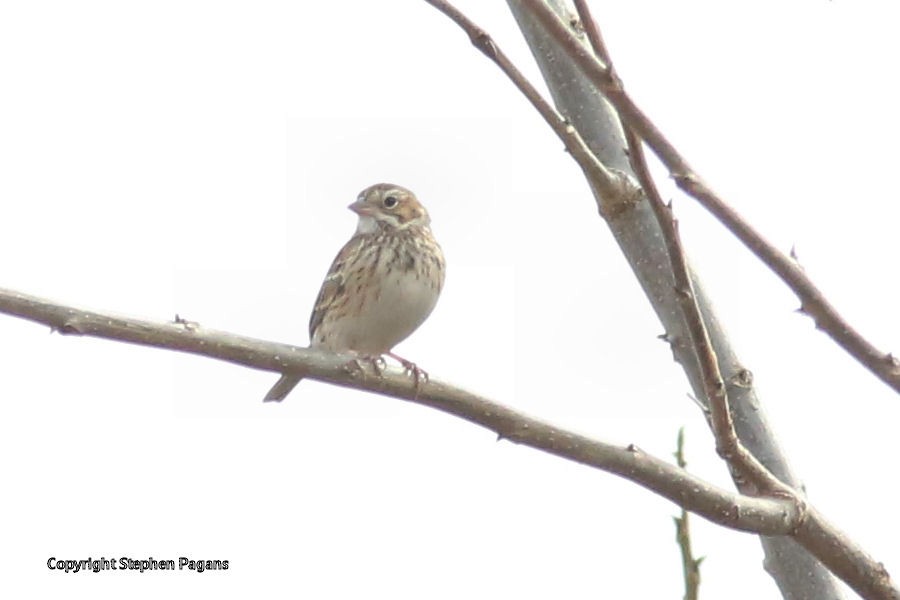 Vesper Sparrow - ML409444051