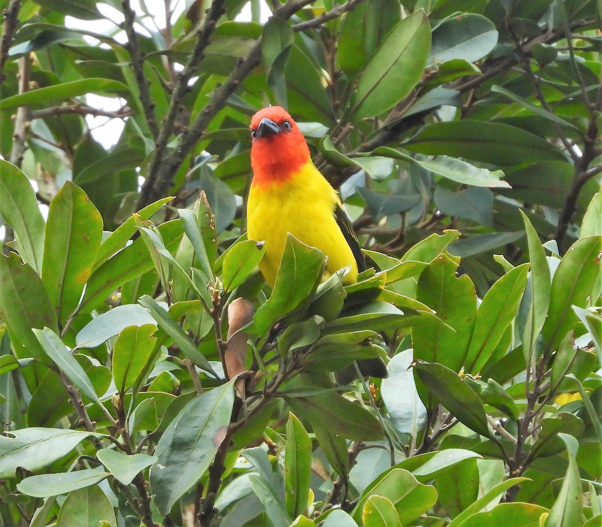 Red-hooded Tanager - ML409444061