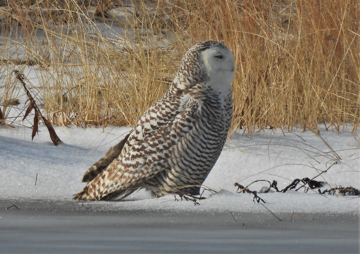 Snowy Owl - ML409444241