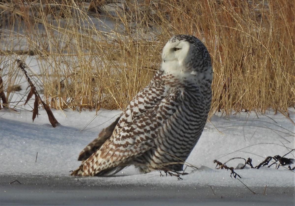 Snowy Owl - ML409444251