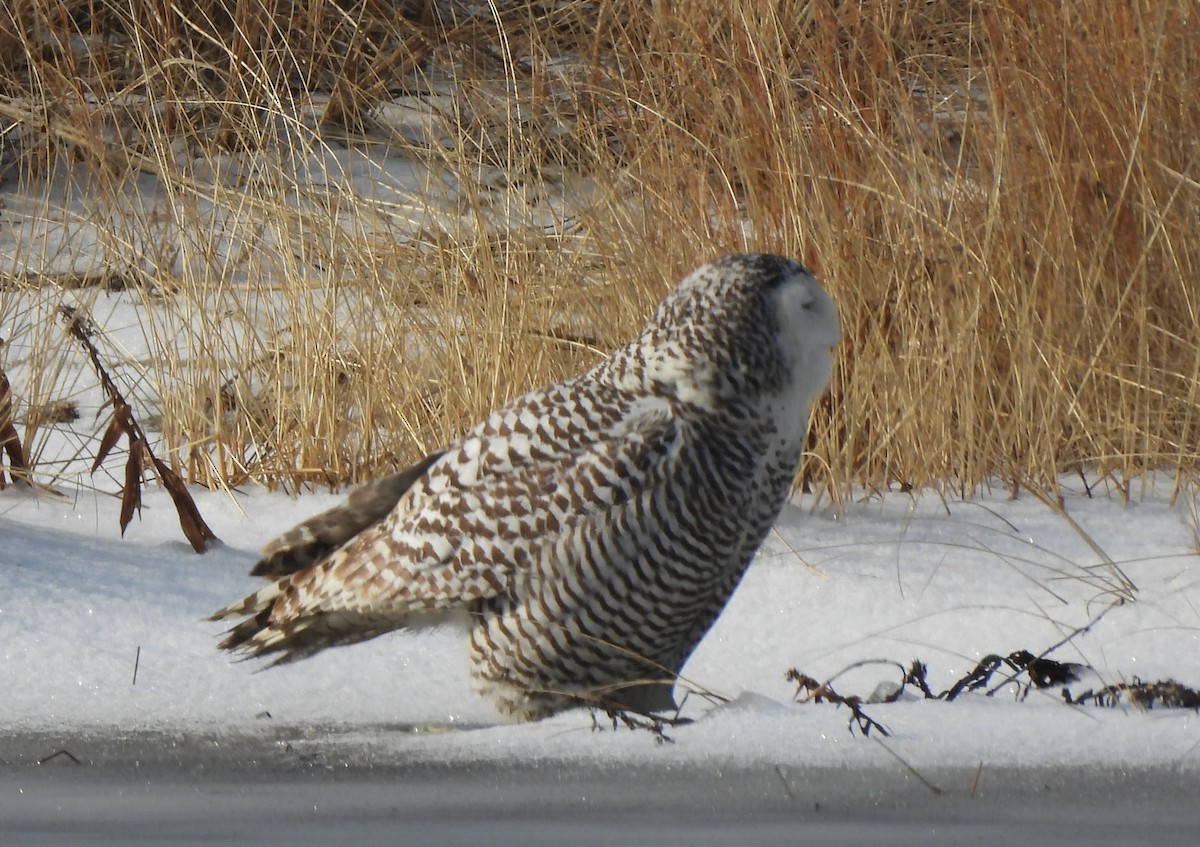 Snowy Owl - ML409444281