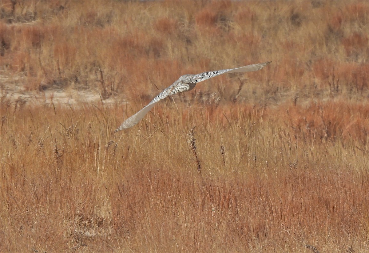 Snowy Owl - ML409444301