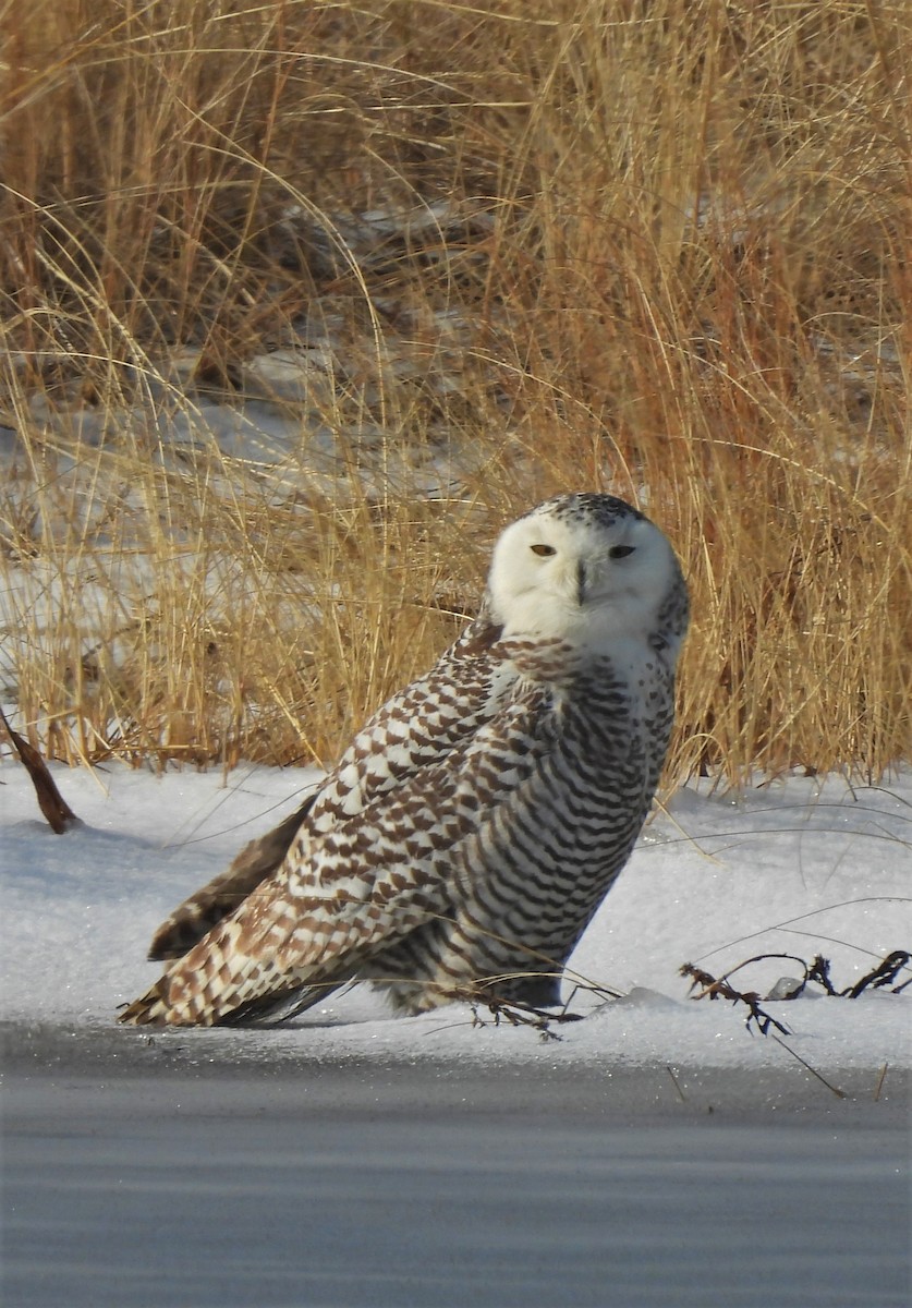 Snowy Owl - ML409444311