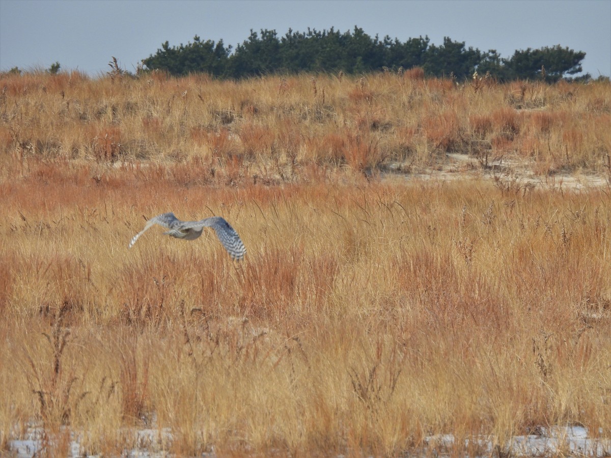 Snowy Owl - ML409444371