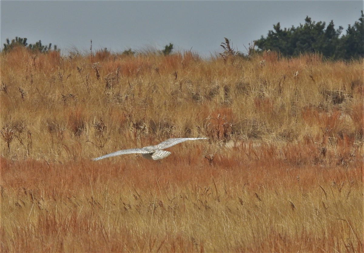 Snowy Owl - ML409444381