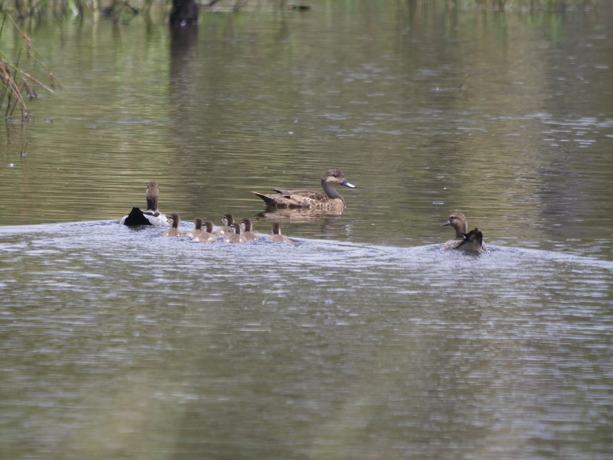 Maned Duck - ML409445551