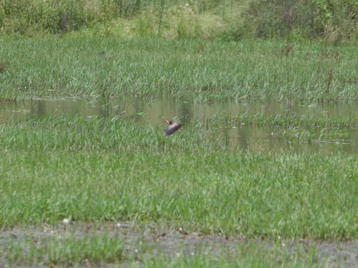 Comb-crested Jacana - ML409446081