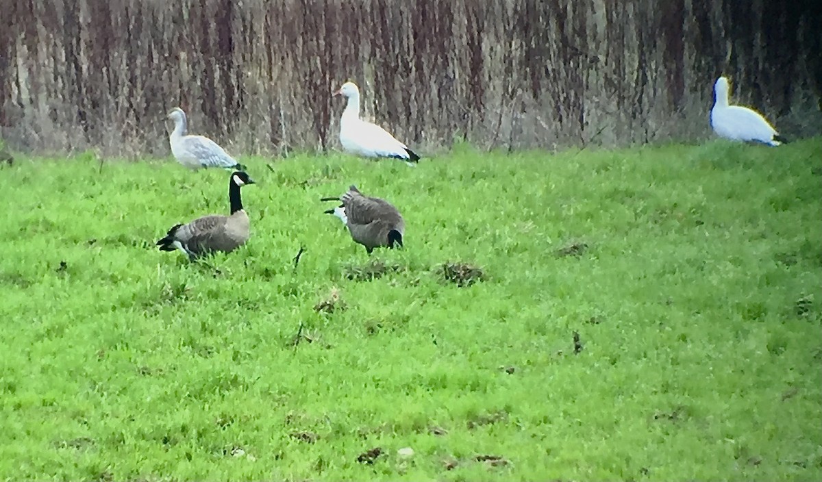 Snow Goose - ML409447621