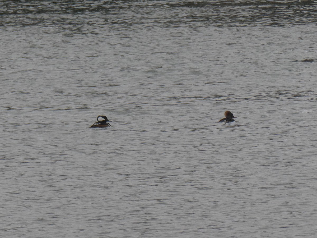 Hooded Merganser - ML409448201