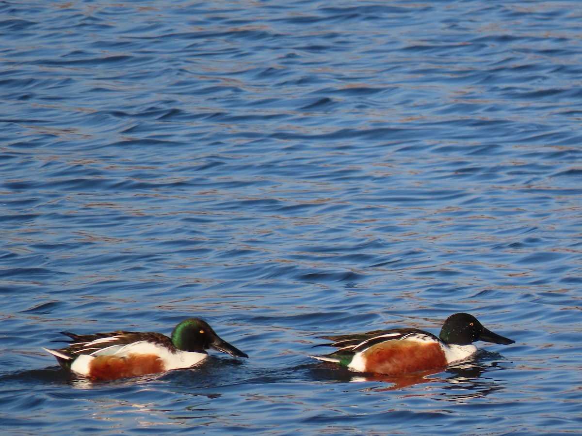 Northern Shoveler - Todd Morris