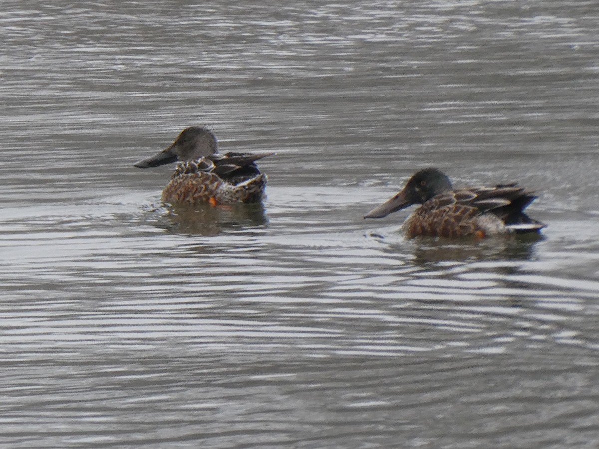 Northern Shoveler - ML409448611