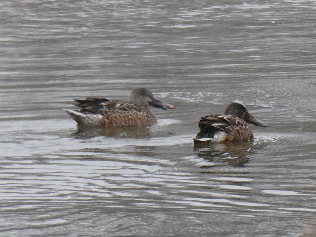 Northern Shoveler - ML409448631