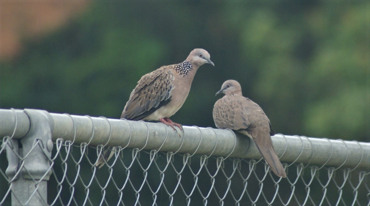 Spotted Dove - ML409448731