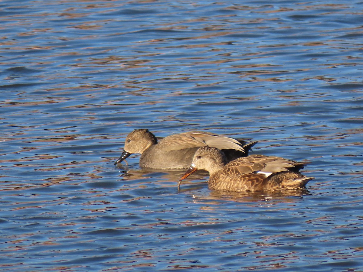 Canard chipeau - ML409449181