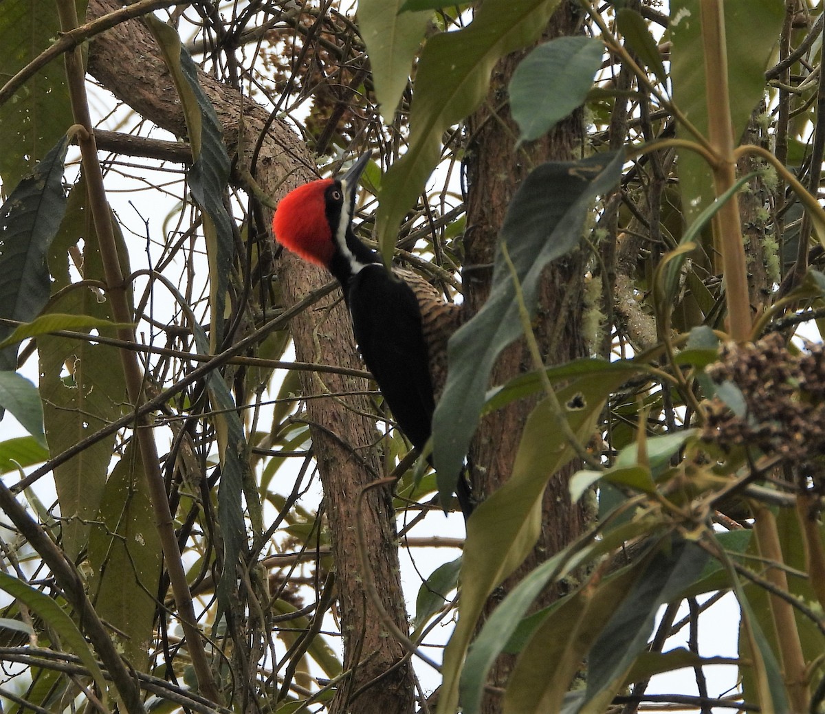 Powerful Woodpecker - ML409449801