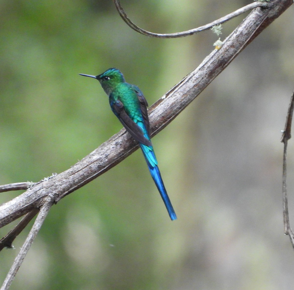 Long-tailed Sylph - ML409450411