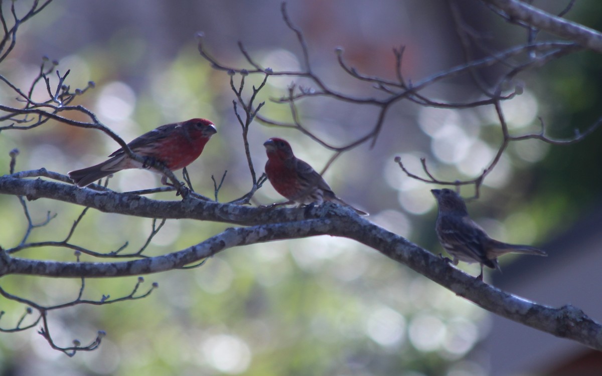 House Finch - ML409450521