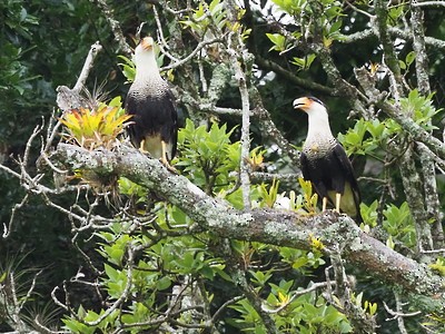 Crested Caracara - ML409450981
