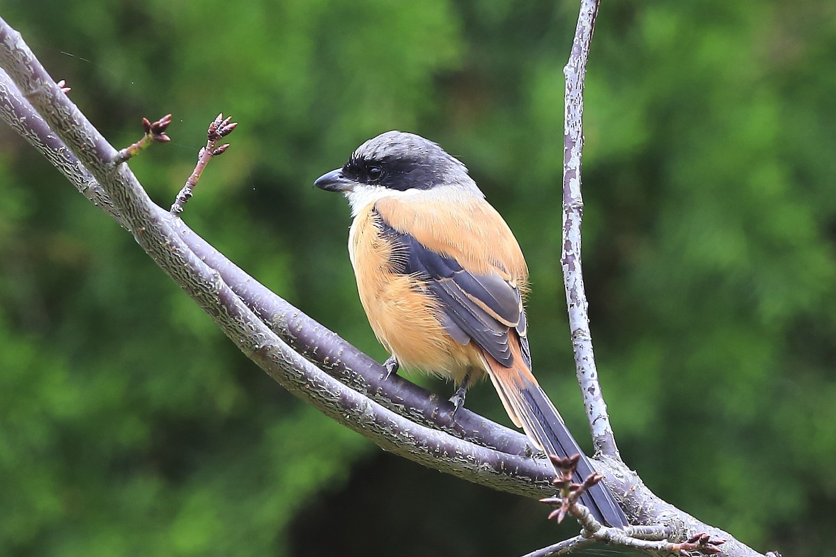 Long-tailed Shrike - ML40945101