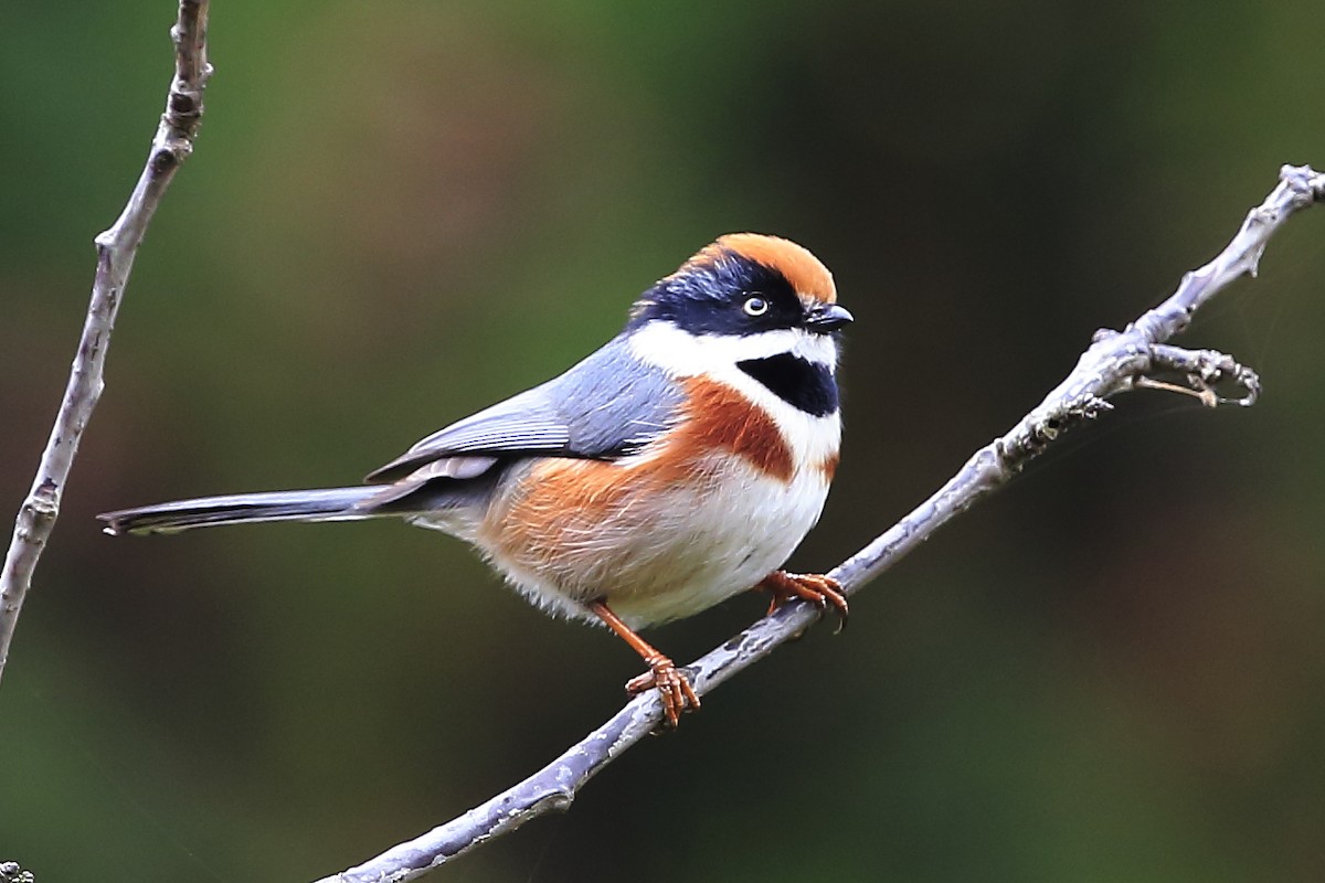 Black-throated Tit - ML40945221