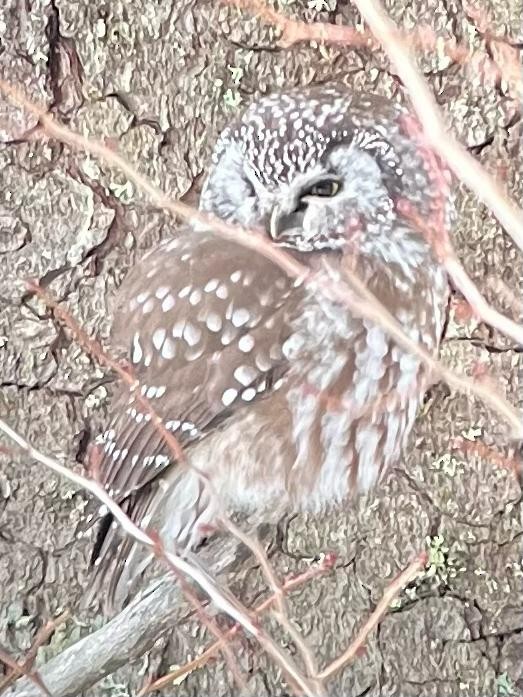 sýc rousný - ML409452441