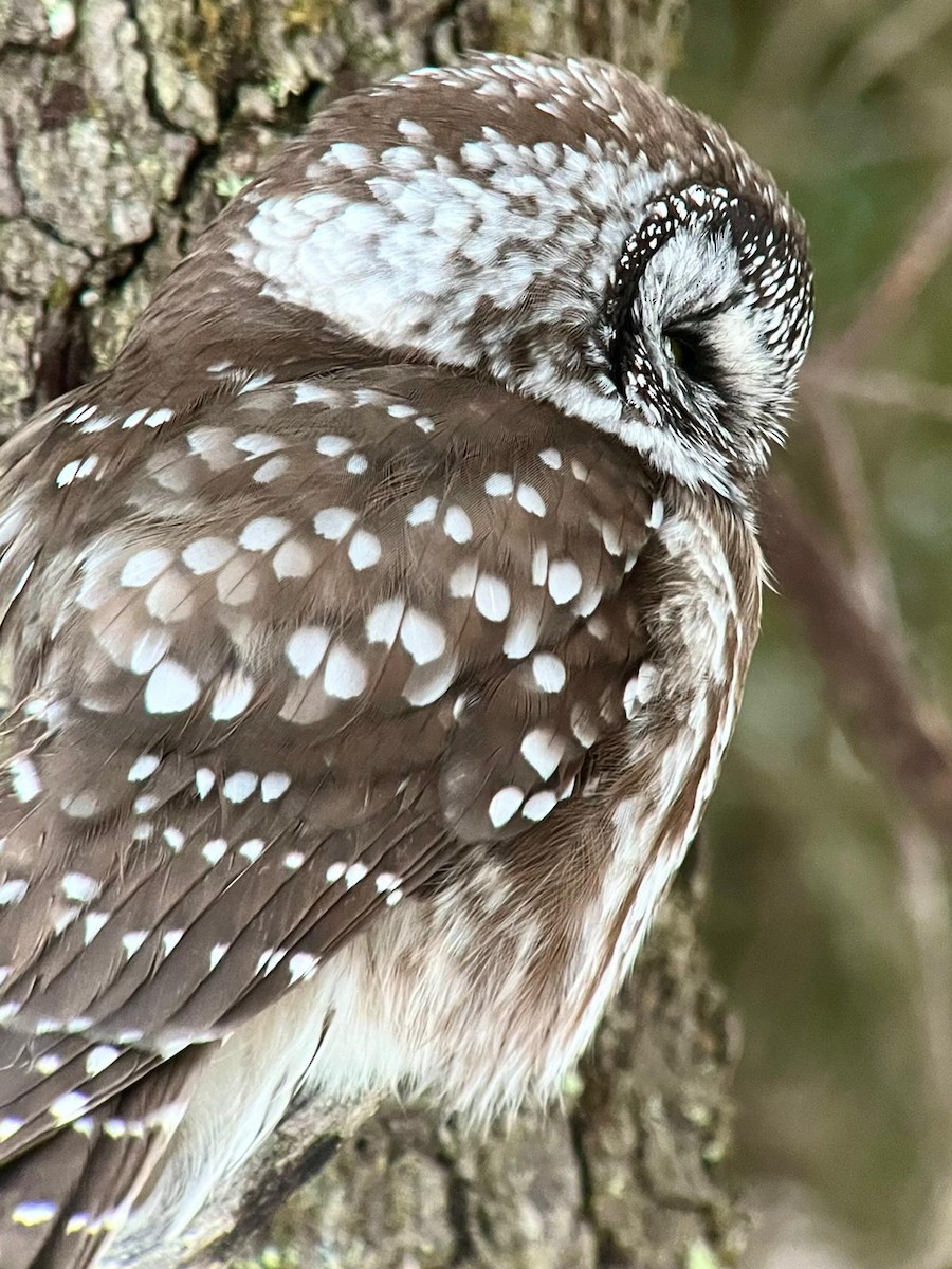 Boreal Owl - Scott Edwards