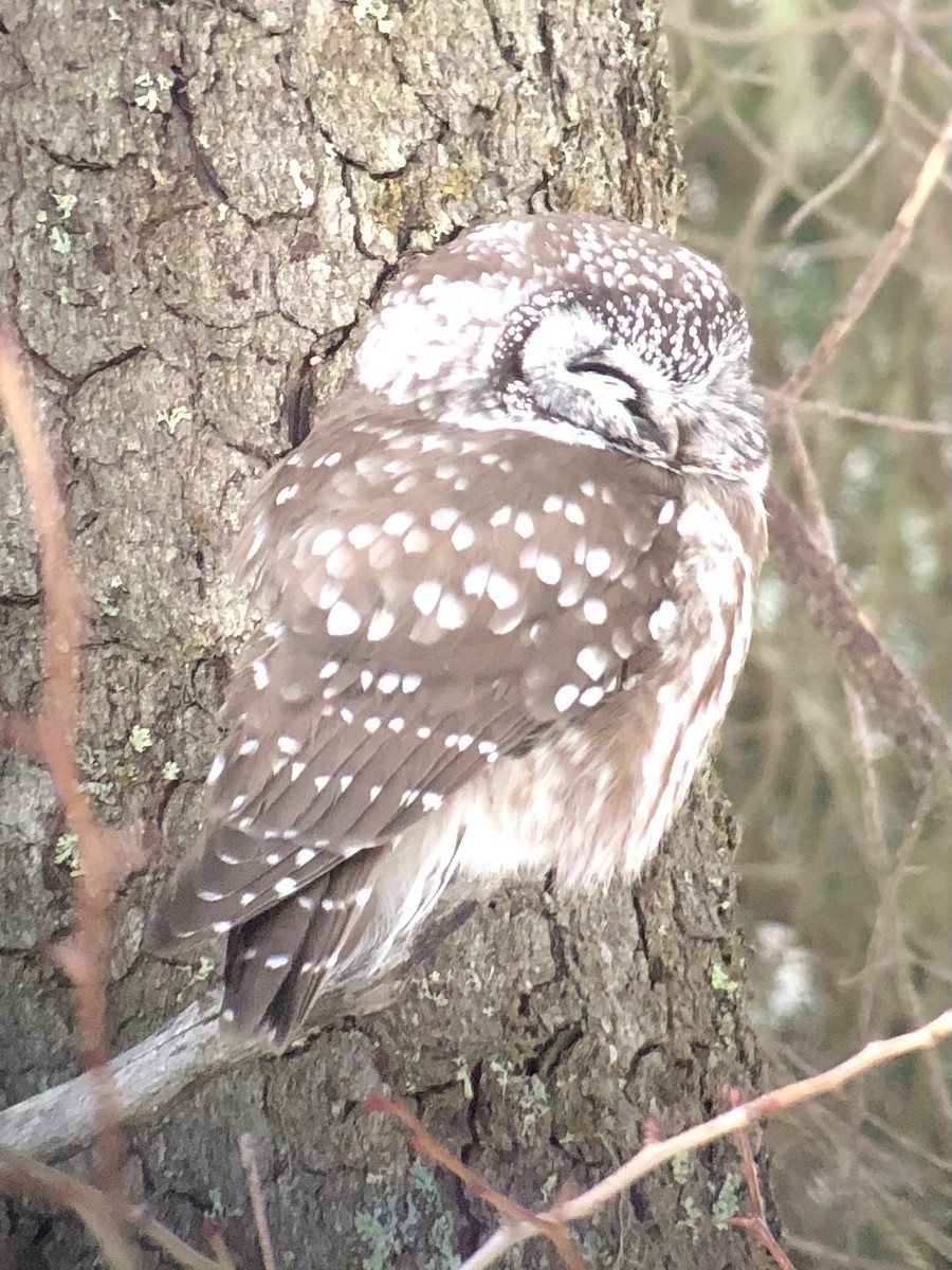 Boreal Owl - ML409452461
