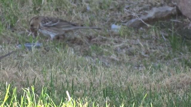 Harris's Sparrow - ML409453681