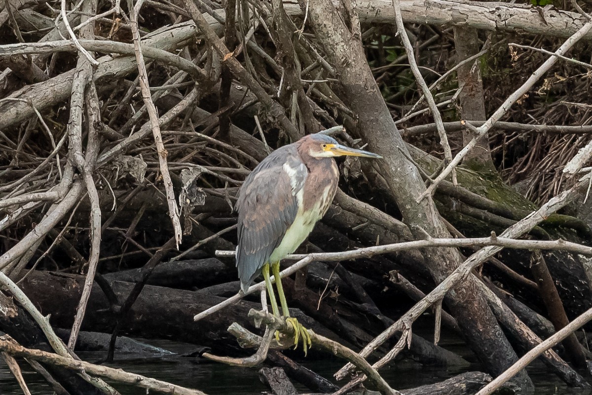 Tricolored Heron - ML409454021