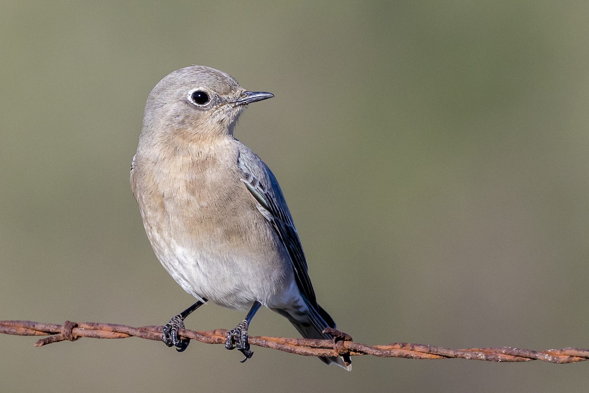 Mountain Bluebird - Joshua Joun