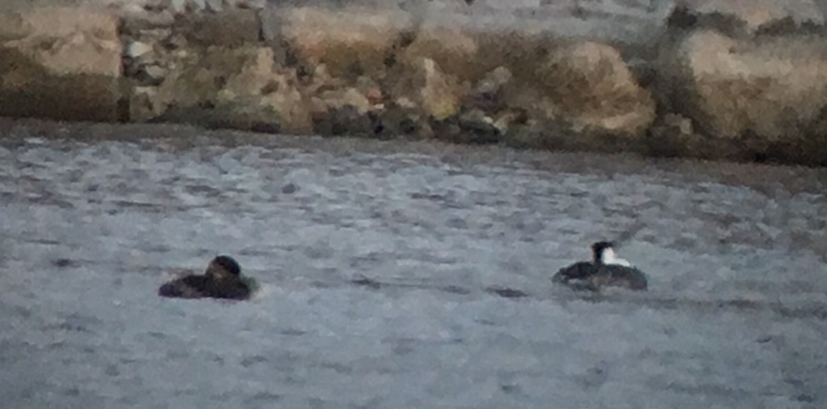 Red-necked Grebe - ML40945441