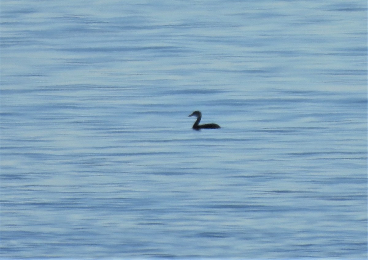 Red-necked Grebe - ML409454711