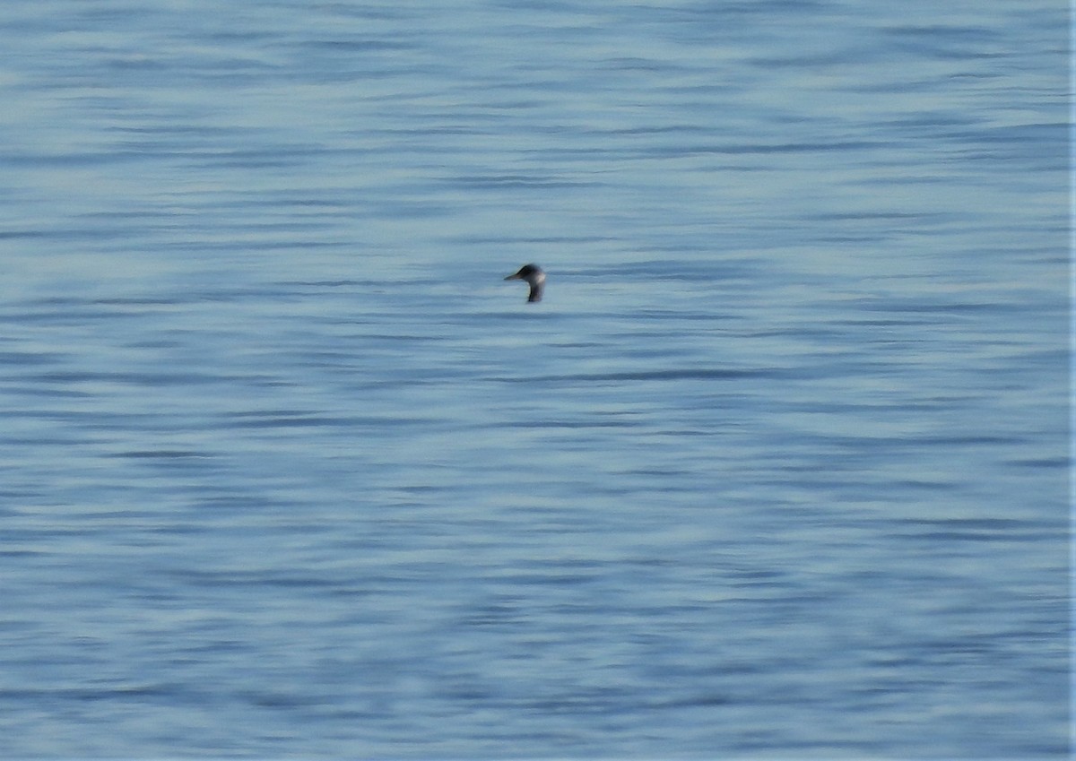 Red-necked Grebe - ML409454791