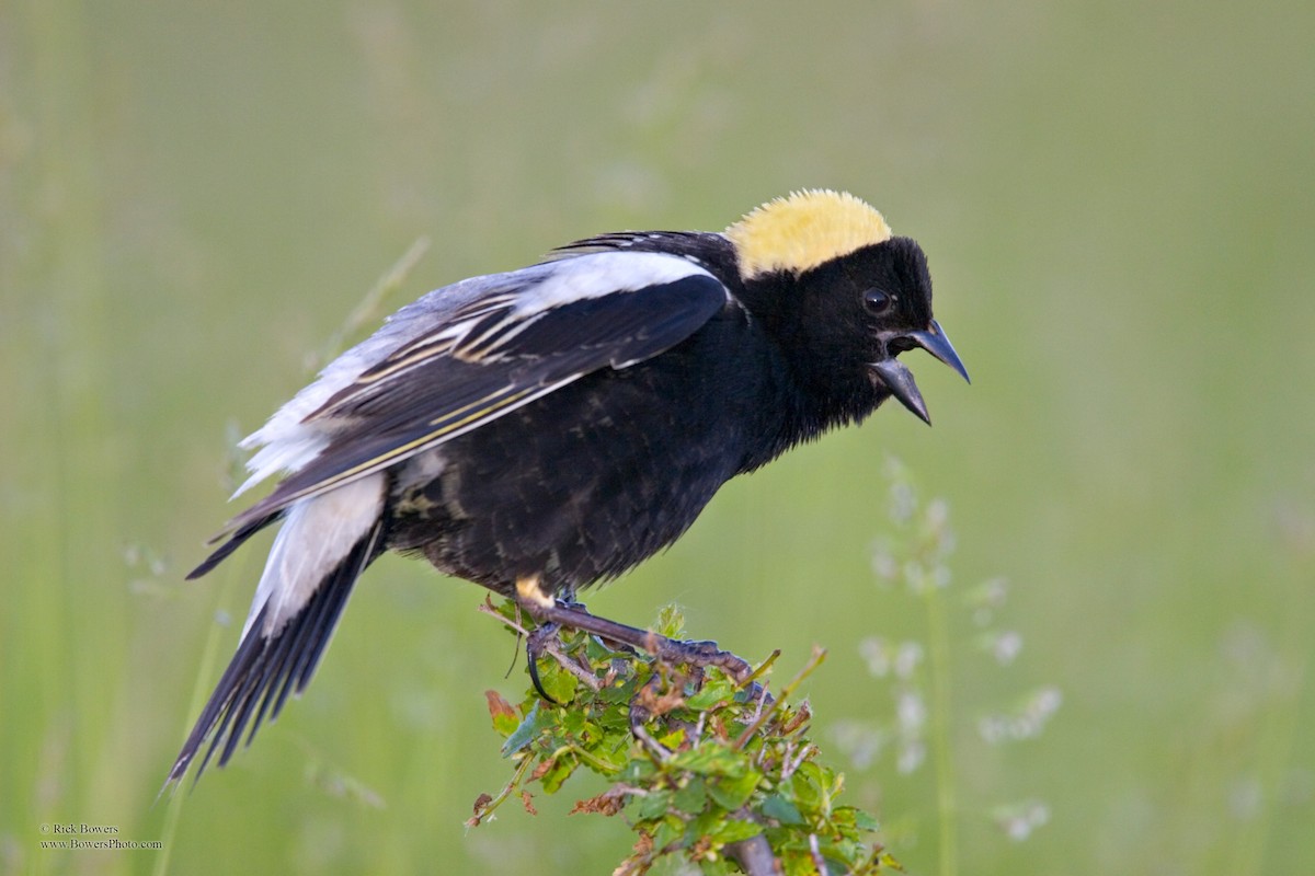 Bobolink - ML409455411