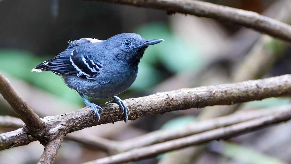 Band-tailed Antbird - ML409455721