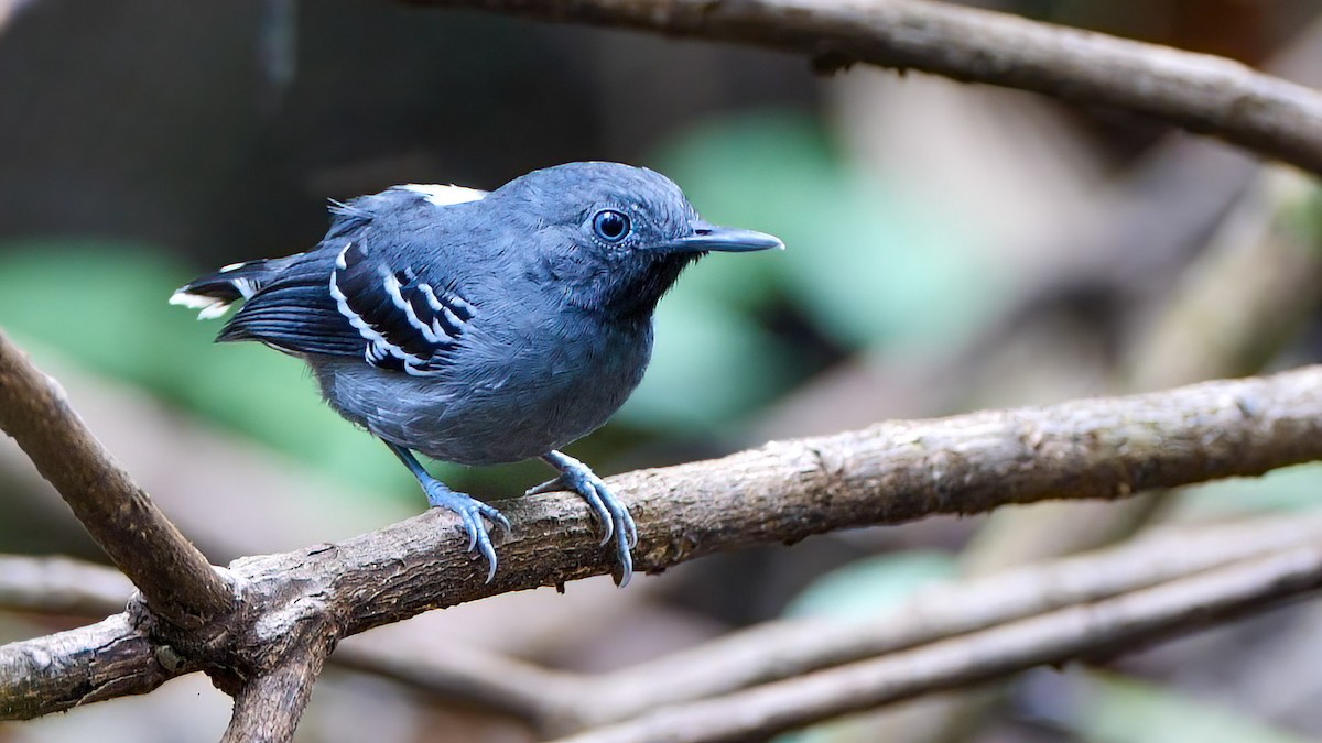 Band-tailed Antbird - ML409455731