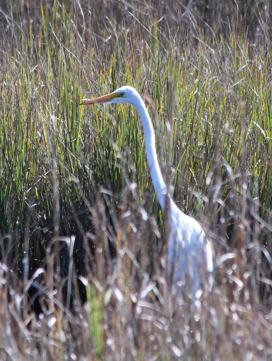 Great Egret - ML409456371