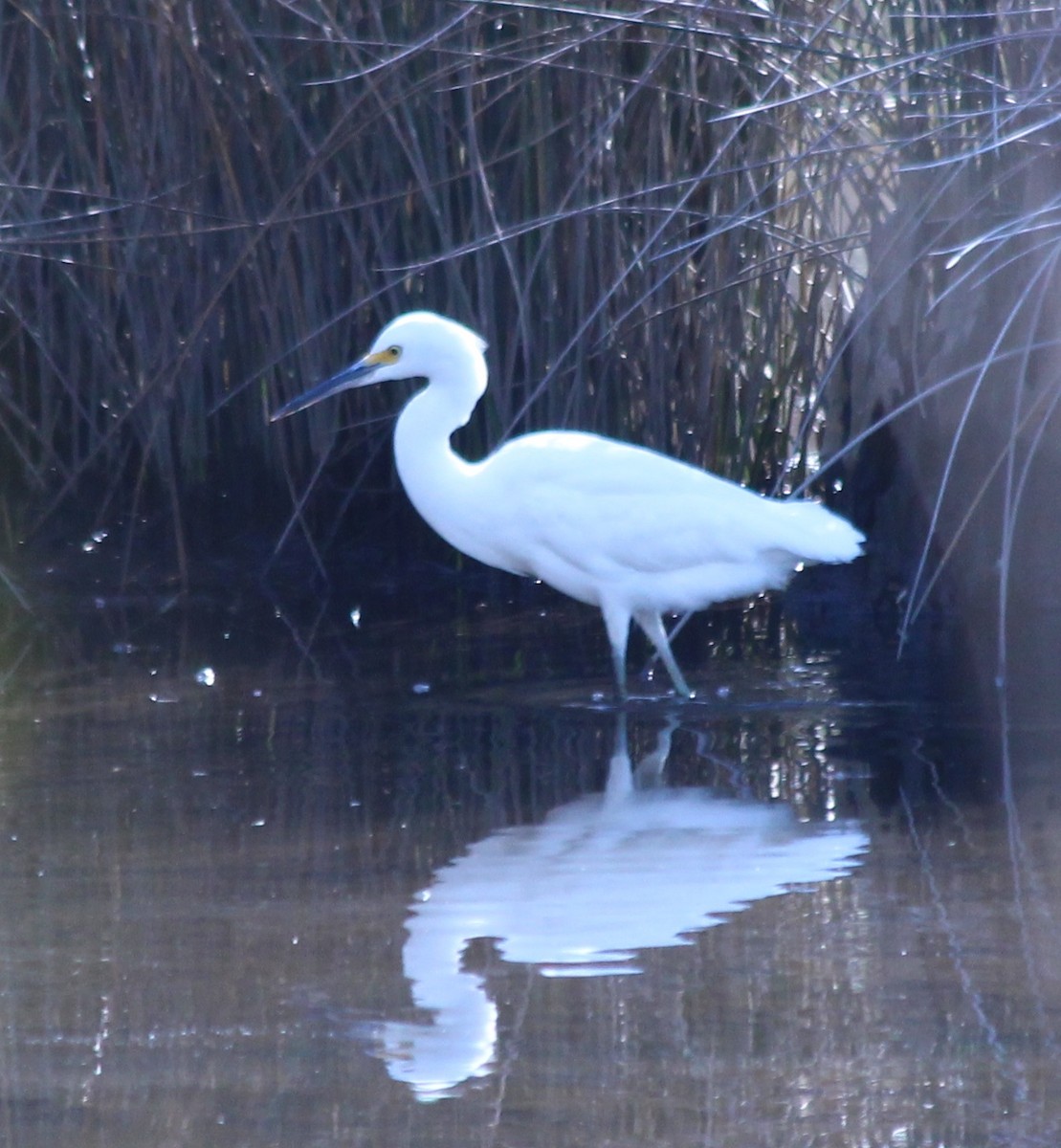 Snowy Egret - ML409456441