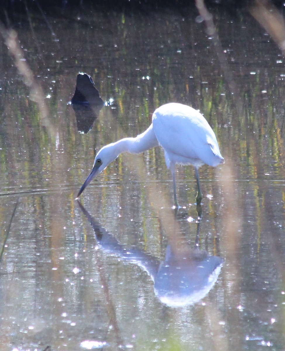 Little Blue Heron - ML409456481