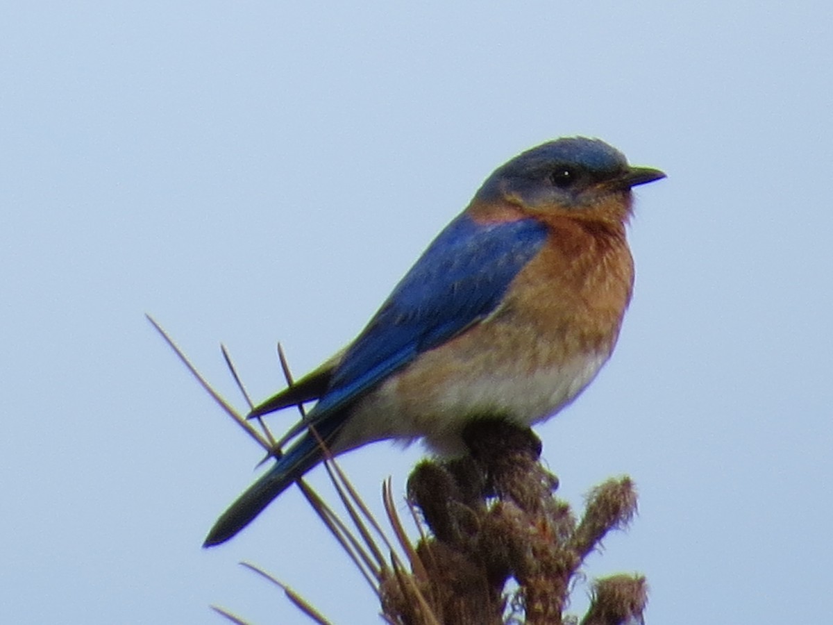 Eastern Bluebird - ML40945821