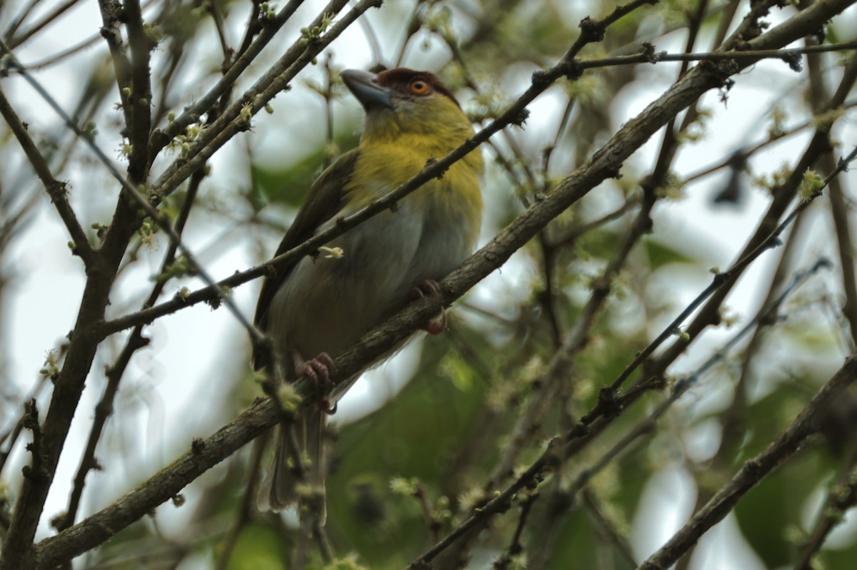 Rufous-browed Peppershrike (Yellow-backed) - ML409459091