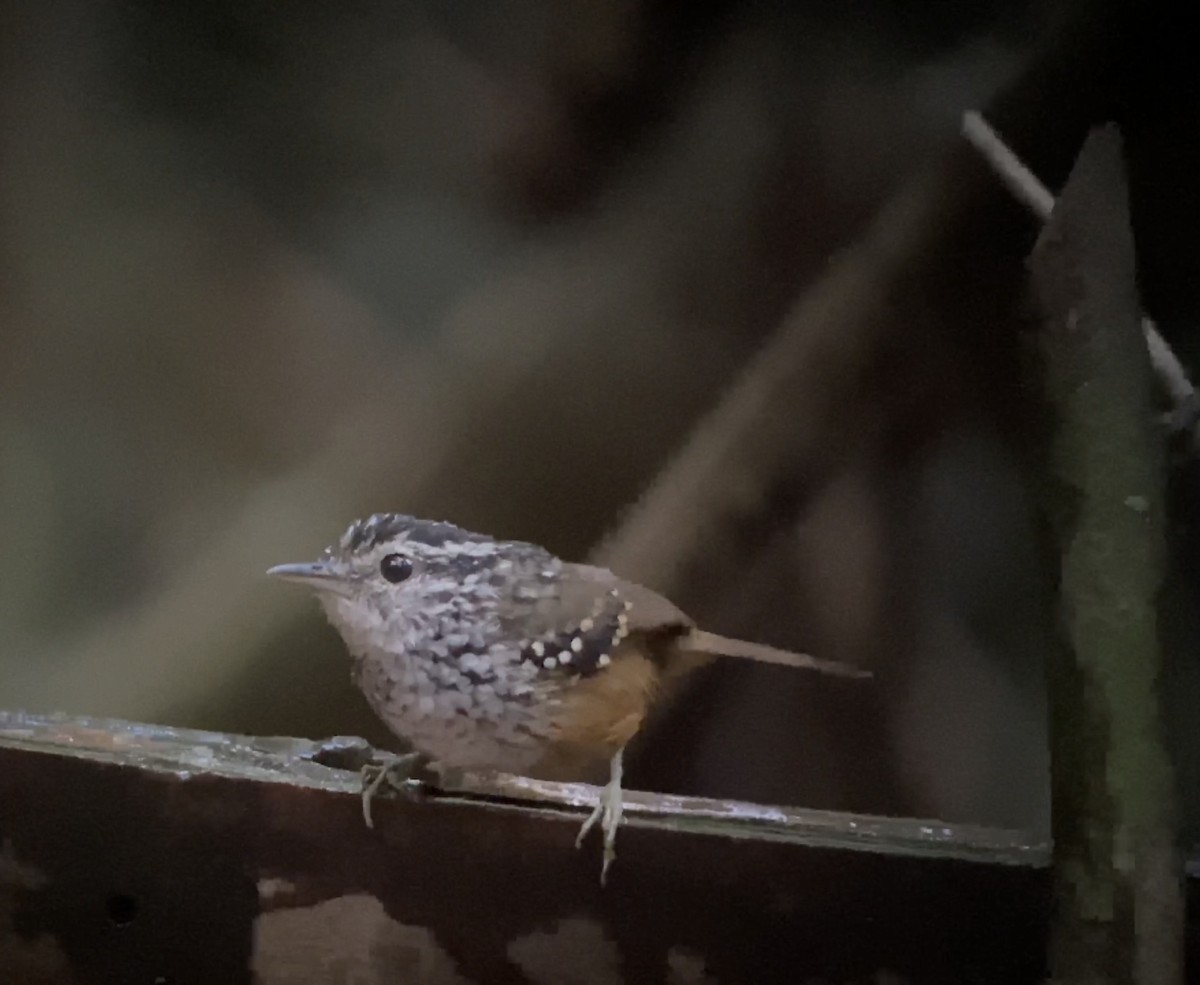 Spix's Warbling-Antbird - William Orellana (Beaks and Peaks)
