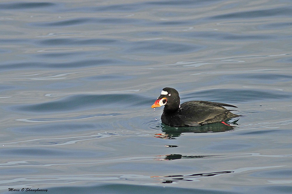 Surf Scoter - ML40946011