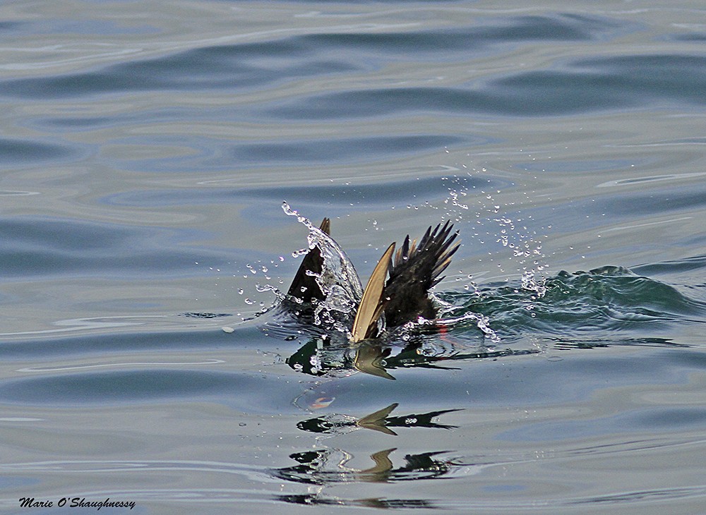 Surf Scoter - ML40946031